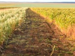 Тариалан эрхэлдэг байгууллага мансууруулах үйлчилгээтэй ургамал тариалсан гэх хэргийг илрүүлэн шал..