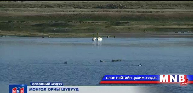 Монгол орны шувууд