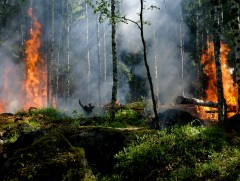 ОБЕГ: Улсын хэмжээнд 90 гаруй удаагийн ой, хээрийн түймэр гараад байна