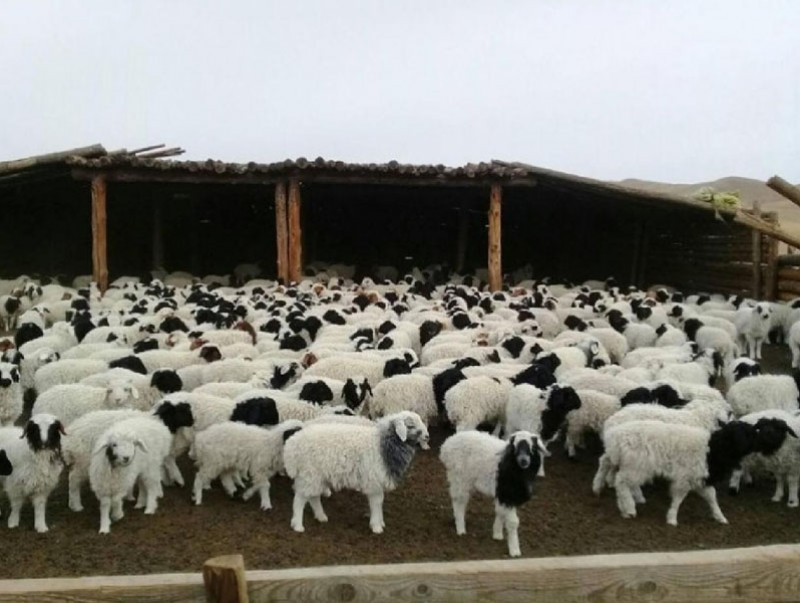 Улсын хэмжээнд 9.2 сая мал төллөж, мал төлөлт 41.4, төл бойжилт 98.9 хувьтай байна