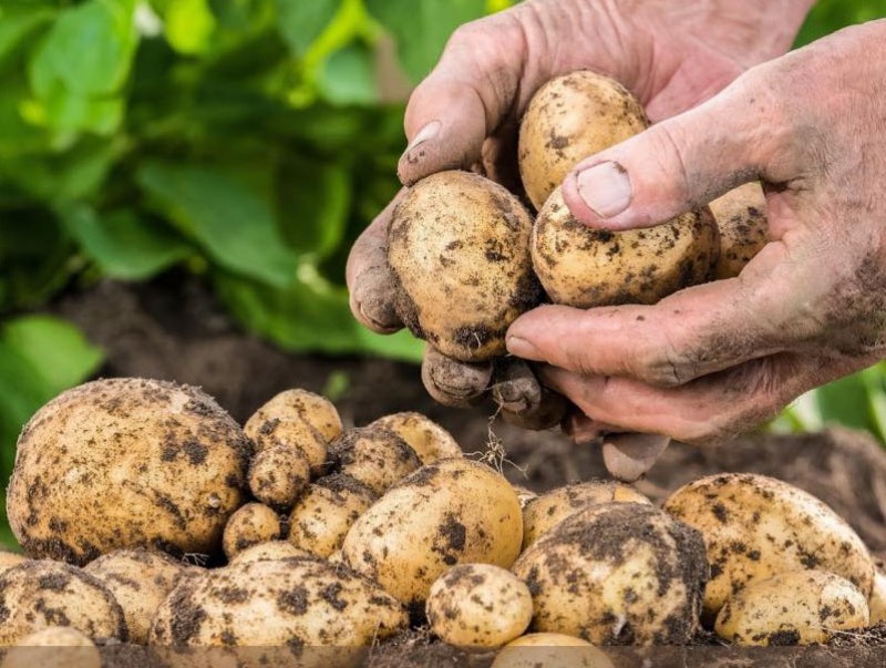 “Гала”, “импала” сортын 3–5 мянган тонн үрийн төмсийг тариаланчдад зээлийн нөхцөлөөр нийлүүлэхээр шийдвэрлэжээ