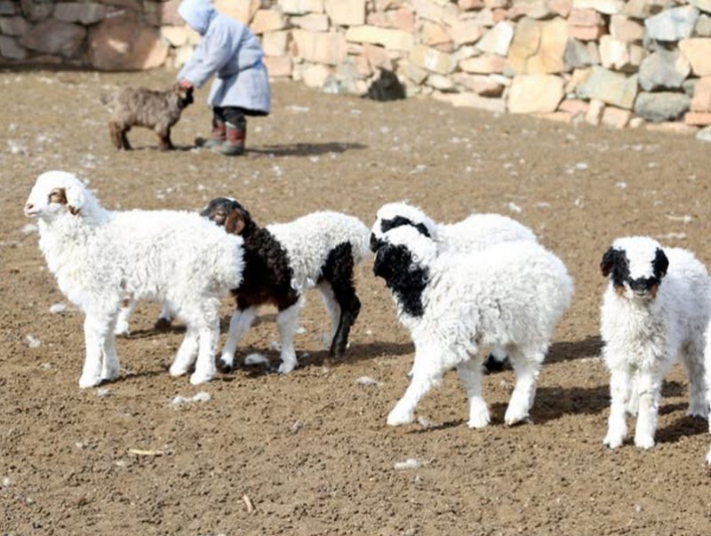 Улсын хэмжээнд 4,2 сая мал төллөж, бойжилт 98.9 хувьтай байна