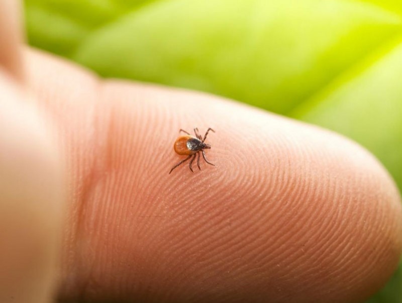 Хачгийн идэвхжил дөрөвдүгээр сард өндөрсдөг