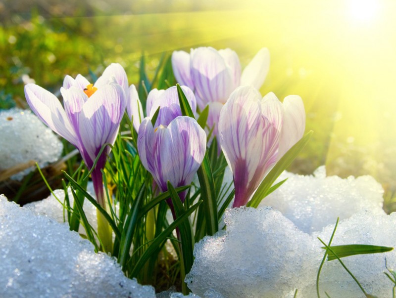 Нутгийн 60 гаруй хувьд бэлчээрийн ургамал цухуйгаагүй байна